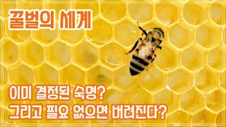 꿀벌의 세계, 이미 결정된 숙명? 그리고 필요 없으면 버려진다?_여왕벌/일벌/수벌/로얄젤리