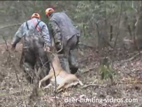 Deer Hunting Dogs - Hunting With Dogs - YouTube