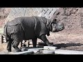 多摩動物園インドサイ　ビクラムrhinoceros unicornis 2025年1月24日