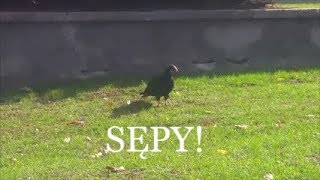 🙈 CZY WIDZIELISCIE KIEDYŚ SĘPY?🦜🙊🦜