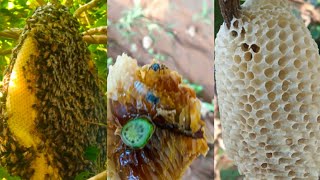 STICK HONEY/குச்சி தேன் 🐝🐝#youtube#amazing#shorts#youtubeshorts#trending#coconut#happy