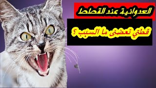 قطتي تعضنى ما السبب ؟العدوانية عند القطط | ما هي اسباب سلوك القطط العدواني وكيفية التعامل معها ؟