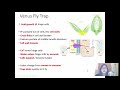 Chap 14+15 (Part 4) Venus Fly Trap and Plant Hormones | Cambridge A-Level 9700 Biology