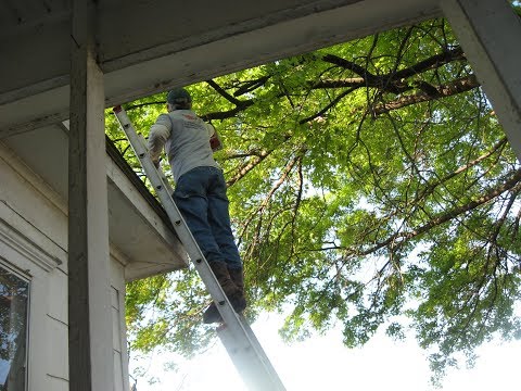 MY BIG OAK TREE GETTING A TRIM - LET THE SUN IN - this might be boring for some MY BIG OAK TREE GETTING A TRIM - LET THE SUN IN - this might be boring for some