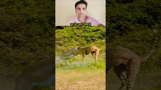 हिरण ने सबक सिखाया 🐆 #shorts #animals #janwar #trending #ytshorts #viralvideo #hiran #Chita #short