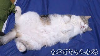 モフモフを誘うんです♪誘惑に負けちゃいますｗ　スコティッシュフォールド「ふく」　ねこずちゃんねる742 #猫 #ねこ #cat #スコティッシュフォールド