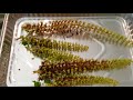 harvesting seeds from coleus the easiest way to harvest these tiny seeds you can do this