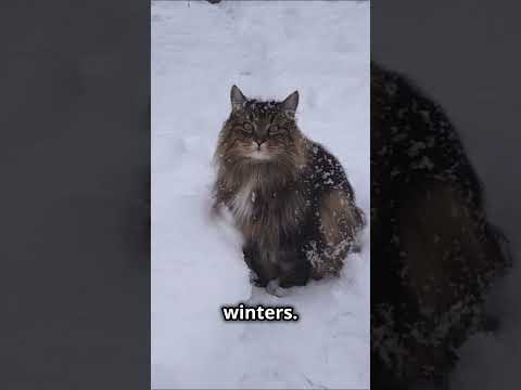 How would you describe the Norwegian Forest Cat?
