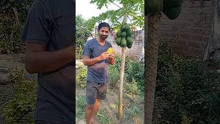 Amazing 😱 Papaya fruit #shorts | viral & trending video | Vlogs telugu | MSR Sai Vlogs