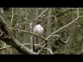 marsh tit calling while preening 2