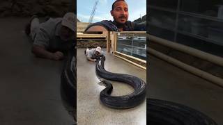 Black Anaconda 🐍 बिग साइज #anaconda #snake #venomouscobra #animals #animal #shortsfeed #shorts