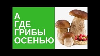 Грибные места/ гриб зонтик/Много груздей/Секреты грибника/