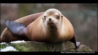 Common Pinnipeds of the Salish Sea