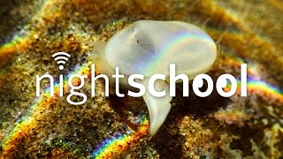 NightSchool: Back From the Dead