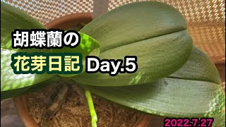 胡蝶蘭花芽の成長日記ですー￼