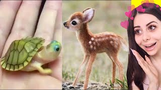 Cute BABY ANIMAL Moments Video Compilation