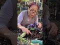 How mom plants Long beans from seeds! #seed #longbeans #beans #urbangarden #shorts