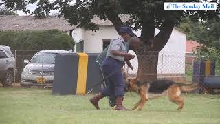 ZRP officers perform drills during the graduation ceremony of 12 canines and their handlers