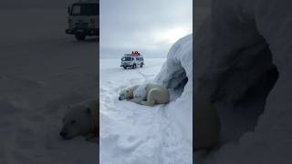 A pregnant polar bear is caught in a blizzard while trying to find food.