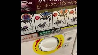 バンダイ いきもの大図鑑 ピーコックスパイダー ガチャ