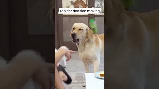 Mauke pe chauka. Watch and Laugh. #funny #dog #cat #levanpolkka