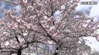 霞城公園の桜、ほぼ満開