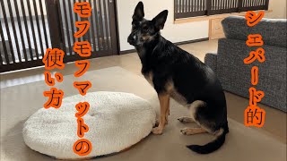 モフモフマット買ってあげたら、使い方がおかしいシェパード犬【German Shepherd Dog】 My Dog Treats Her Winter Rug Very Strangely