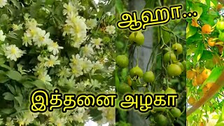 lemon vine plant (pereskia aculeata) லெமன் ஒயின் செடி .