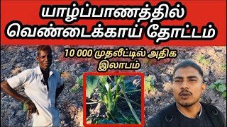 யாழ்ப்பாணத்தில் 10 000 ரூபா முதலீட்டில் அதிக இலாபம் தரும் வெண்டக்காய்த் தோட்டம்#100kview #தோட்டம்