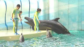 ◆えのすい　きずな（2017．12．30）12：00~ ◆【新江ノ島水族館】