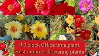 पोर्टुलाका नोबची के फूल !!5 urgent things to do on portulaca and purslane now for heavy flowering💐