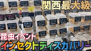 【昆虫イベント】今年最後のインセクトディスカバリーに行ってきました！！