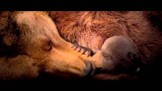 Disneynature s Bears   TV Spot