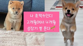 아기시바견 2개월에서 4개월 성장과정 풀영상🎥 [강아지성장일기]