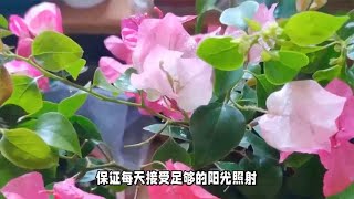 三角梅控水过头后，及时做好几点，避免死亡还能开花爆盆