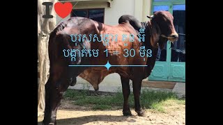 គោបា គួន អ៊ី បង្កាត់មេមួយត្រឹមតែ 30 ម៉ឺនប៉ុណ្ណោះ ស្រុកអង្គរបូរី​ ខេត្ត​តាកែវ