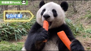 Eating live|除了竹子，熊貓寶寶還鍾愛哪些食物呢？|In addition to bamboo, what other foods do pandas love?【熊貓寶寶Panda】