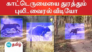 காட்டெருமையை துரத்தும் புலி.. வைரல் வீடியோ | HT Tamil