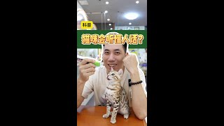 你的猫咪听你话吗？#养猫的应该都懂吧 #新手养猫 #养猫 #养猫知识 #养猫经验分享