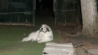 [Lunlun's Backyard] Belle gives in to the temptation of snacks and goes into the house