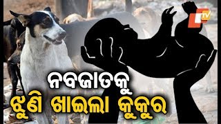 Stray dogs feed on dead body of newborn in Bolangir