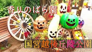 秋の国営越後丘陵公園(1/3)【香りのばら園ハッピーハロウィンバージョン】