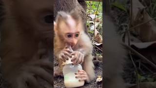 Cute baby monkey #shorts #trending #monkey #babymonkey