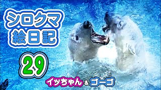 ホウちゃん誕生の原点がここにある！【シロクマ絵日記】いよいよゴーゴとの恋愛風景となります。生まれて初めて見る男のシロクマに興味津々。でも少し恐い。そんなイッちゃんの可愛らしい仕草をご覧ください。