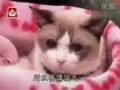 會說話的貓 咪咪師父 由於太詭異 大陸曾禁播 會說話的貓 咪咪師父 由於太詭異 大陸曾禁播