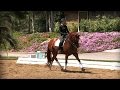 Dressage Suppleness - Unlocking the Gaits