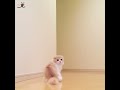 かわいい子猫ちゃんなのだけど……まさかの衝撃的瞬間がおとずれる！☺【peco tv】