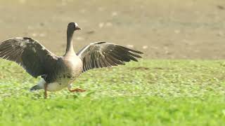 小白額雁(Lesser White-fronted Goose)