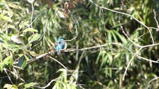 フルHDでムビる00053：Kingfisher カワセミ kawasemi