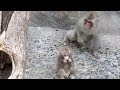 feet the japanese macaque baby boy playing with hokuto ニホンザルの赤ちゃん「甘えんぼ全開なボク」＠上野動物園 dscn5664